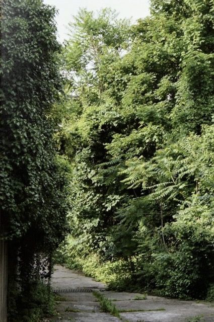 Ailanthus Altissima
