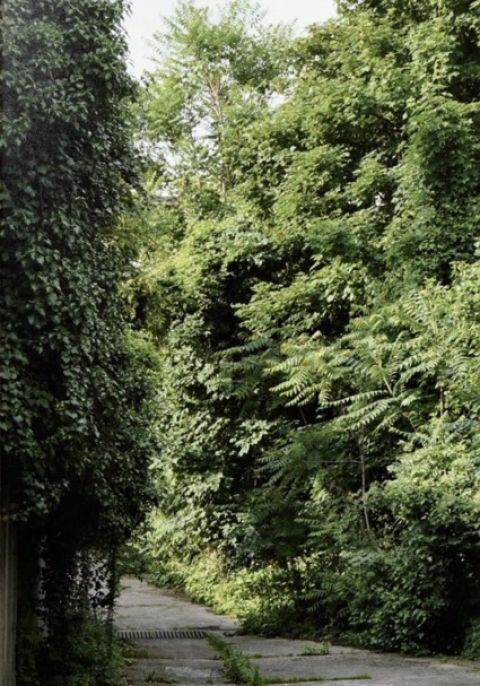 Ailanthus Altissima